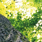 Unser Holz für den Garten