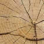Holzmerkmale