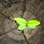 Woher kommt unser Holz