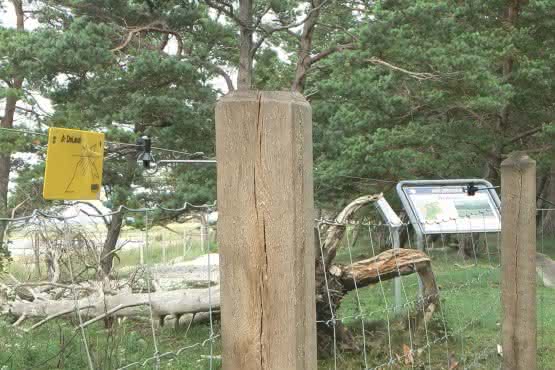 Schnittholz Eiche 100x100 mm 3,00 m 100 x 100 mm | 3,00 m