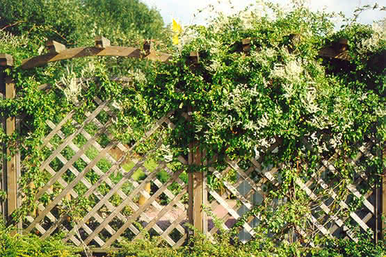 Rankzaun mit Bogen Palma 