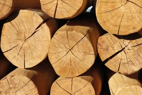 Robiniestämme 12-14 cm | 3,00 m